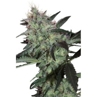 Super Diesel 5 u. fem. Seedmakers