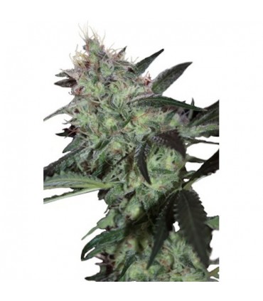 Super Diesel 5 u. fem. Seedmakers