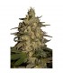 Silver Jack 5 u. fem. Seedmakers