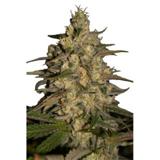 Silver Jack 5 u. fem. Seedmakers