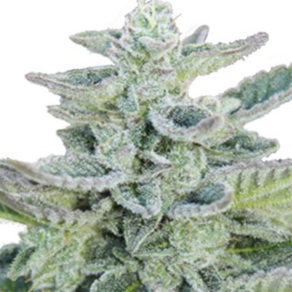 Super Kush 5 u. fem. Seedmakers