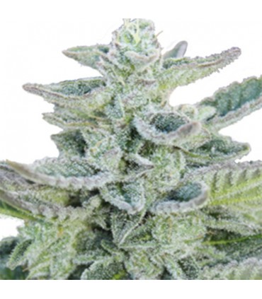 Super Kush 5 u. fem. Seedmakers