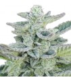 Super Kush 5 u. fem. Seedmakers