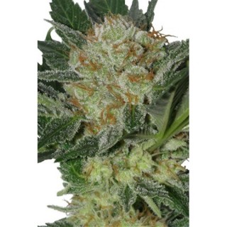 Widow 5 u. fem. Seedmakers