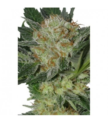 Widow 5 u. fem. Seedmakers