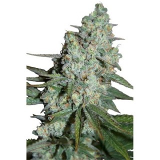 Wonder Skunk 5 u. fem. Seedmakers