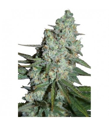 Wonder Skunk 5 u. fem. Seedmakers