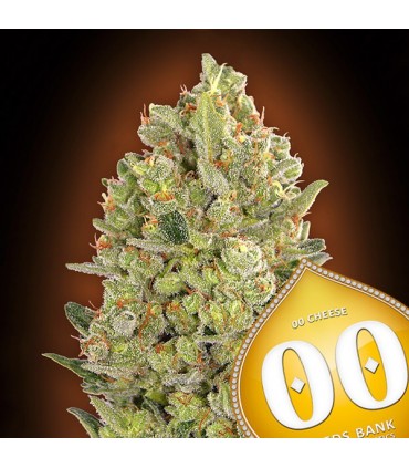 00 Cheese   5 u. fem. 00 Seeds