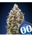 00 Kush fem. 00 Seeds