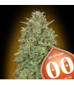 00 Skunk fem. 00 Seeds