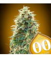 Auto 00 Cheese fem. 00 Seeds