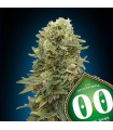 Auto Afghan Mass fem. 00 Seeds