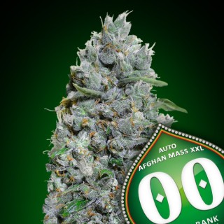 Auto Afghan Mass XXL fem. 00 Seeds