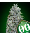 Auto Afghan Mass XXL fem. 00 Seeds