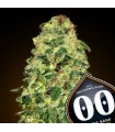 Auto California Kush fem. 00 Seeds