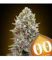 Auto Cheese Berry fem. 00 Seeds