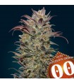 Auto chocolate Cream fem. 00 Seeds