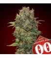 Auto Chocolate Kush fem. 00 Seeds