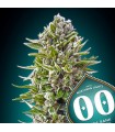 Auto Northern Lights fem. 00 Seeds