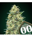 Auto White Widow fem. 00 Seeds