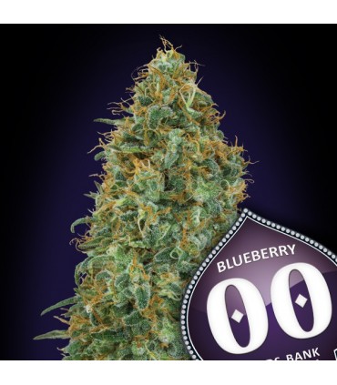 Blueberry fem. 00 Seeds