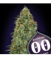 Blueberry fem. 00 Seeds