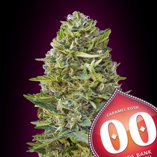 Caramel Kush fem. 00 Seeds