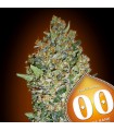 Cheese Berry fem. 00 Seeds