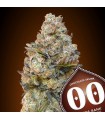 Chocolate Skunk fem. 00 Seeds