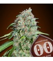 Chocolate Skunk CBD fem. 00 Seeds