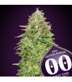 Critical Poison Fast fem. 00 Seeds