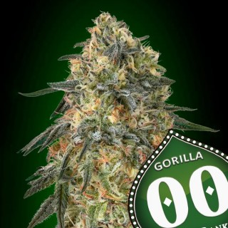 Gorilla fem. 00 Seeds