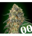 Gorilla fem. 00 Seeds