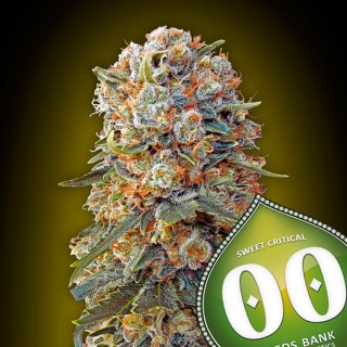 Sweet Critical fem. 00 Seeds