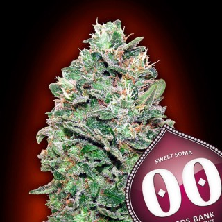 Sweet Soma fem. 00 Seeds
