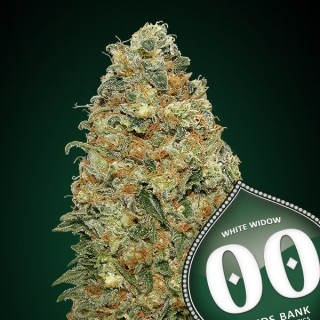 White Widow fem. 00 Seeds