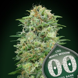 White Widow CBD fem. 00 Seeds