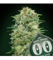 White Widow CBD fem. 00 Seeds