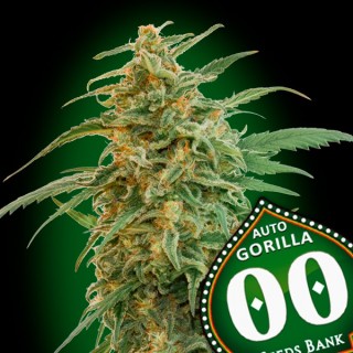 Auto Gorilla fem. 00 Seeds