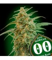 Auto Gorilla fem. 00 Seeds