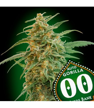 Auto Gorilla   5 u. fem. 00 Seeds