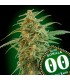 Auto Gorilla 100 u. fem. 00 Seeds