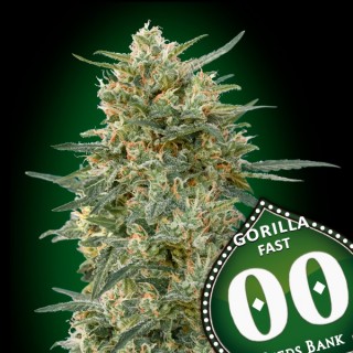Gorilla Fast fem. 00 Seeds