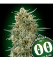 Gorilla Fast fem. 00 Seeds