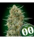 Gorilla Fast   5 u. fem. 00 Seeds