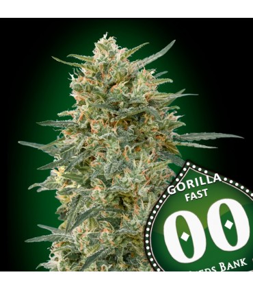 Gorilla Fast  25 u. fem. 00 Seeds