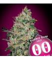 Bubble Gum Fast fem. 00 Seeds