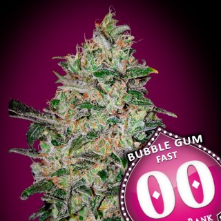 Bubble Gum Fast 100 u. fem. 00 Seeds