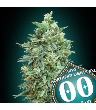Auto Northern Lights XXL fem. 00 Seeds