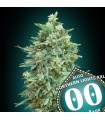 Auto Northern Lights XXL fem. 00 Seeds